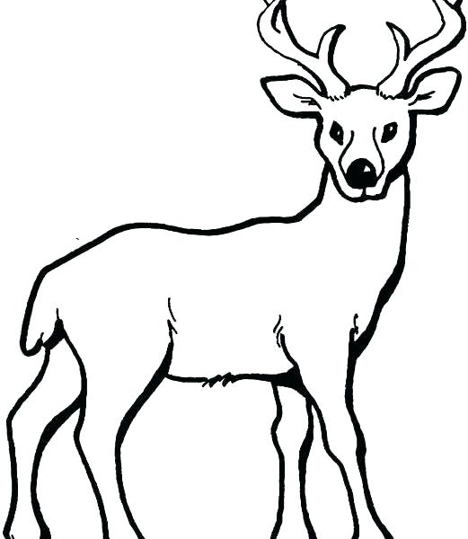 521x600 Deer Coloring Pages Deer Coloring Pages Deer Color Pages Free Deer