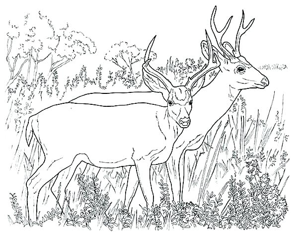 600x467 Deer Coloring Pages Jaguar Eyeing On Mule Deer Coloring Pages Free