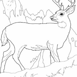 268x268 Desert Animals Coloring Pages Mule Deer Coloring Drawing Deer