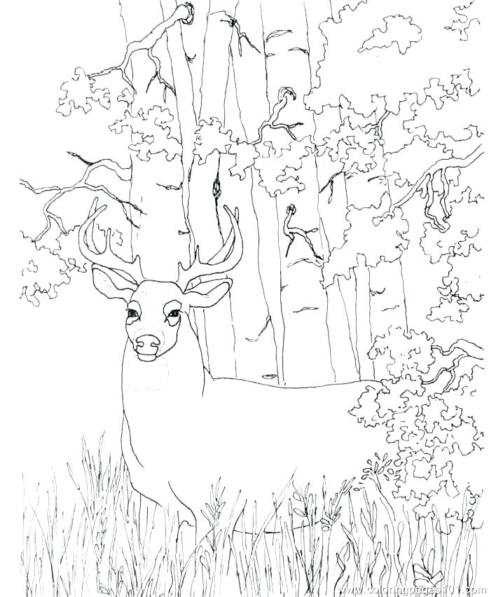 698x852 Fascinating White Tailed Deer Coloring Page Baby Deer Coloring