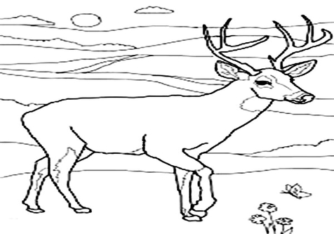 476x333 Mule Deer Coloring Pages Desert Animals Golden Eagle