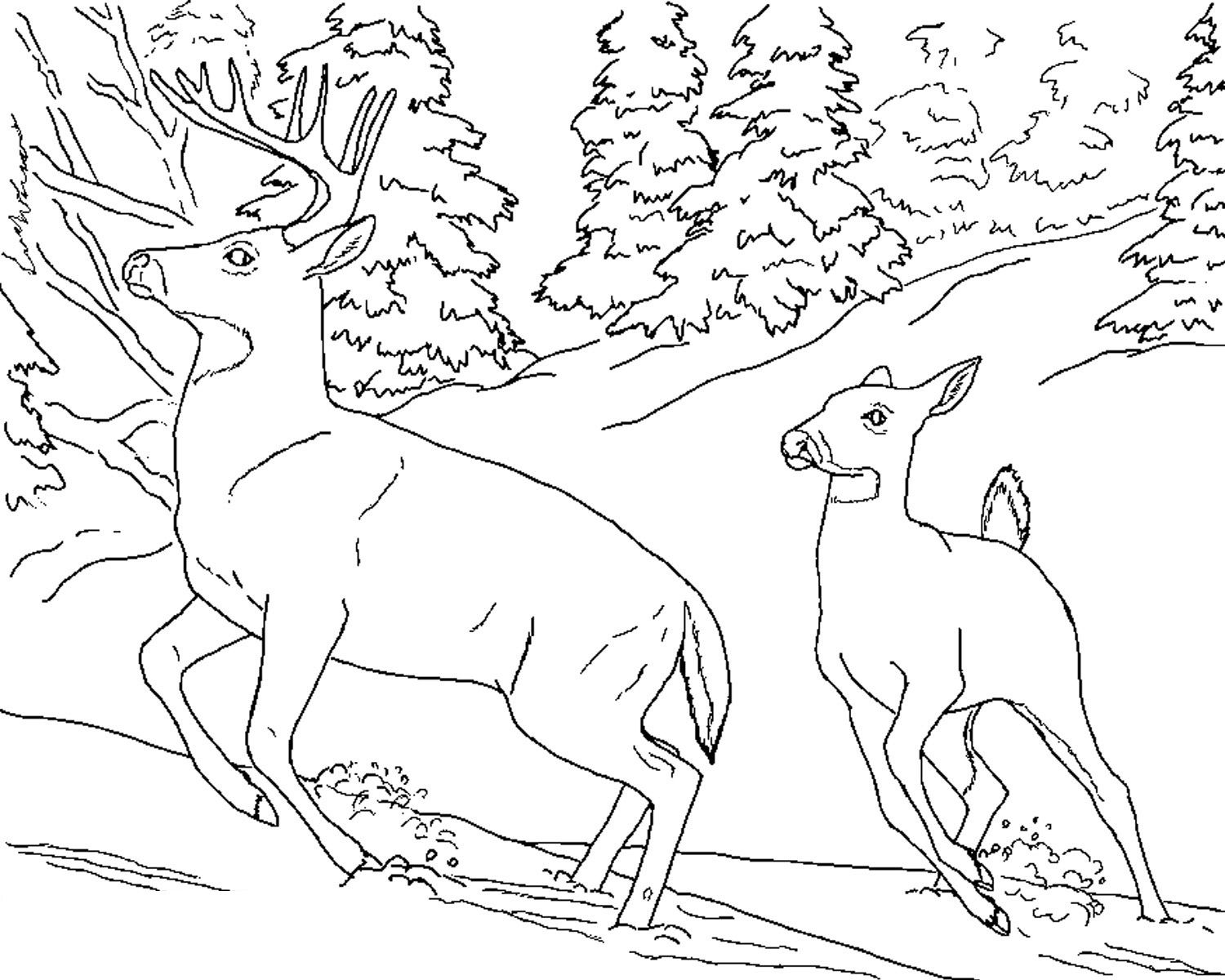 1500x1200 Now Deer Coloring Sheet Mule Deer Coloring Page