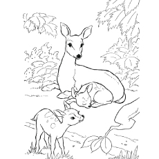230x230 Blacktail Mule Deer Coloring Page Free Printable Pages