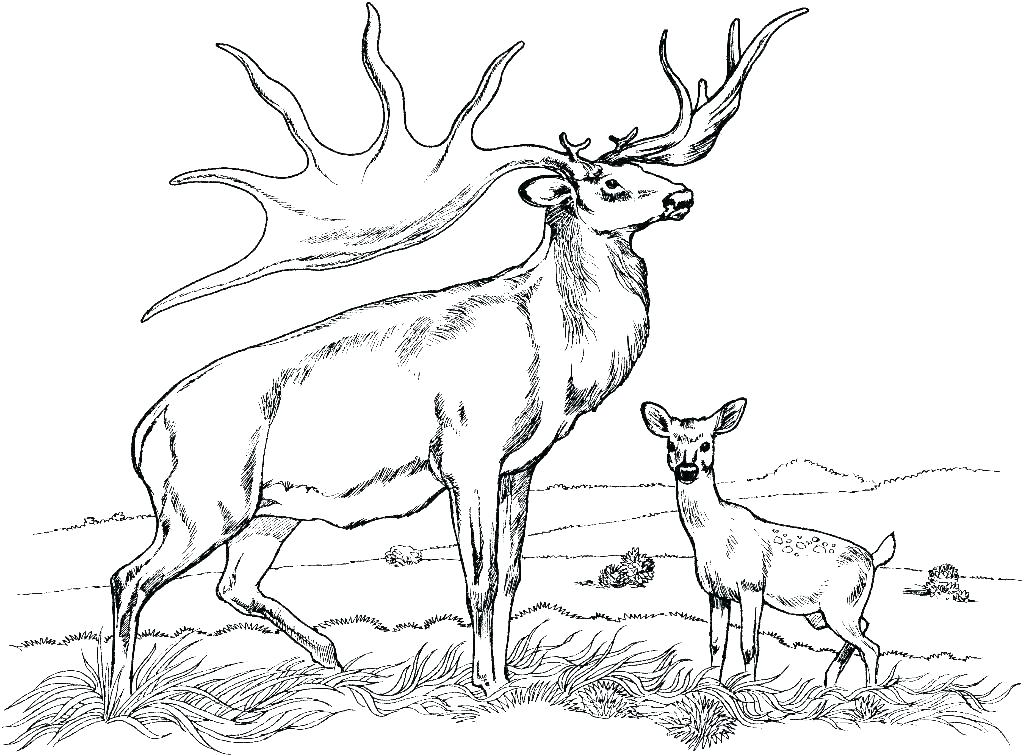 1024x756 Whitetail Deer Coloring Pages Baby Deer Coloring Pages Deer