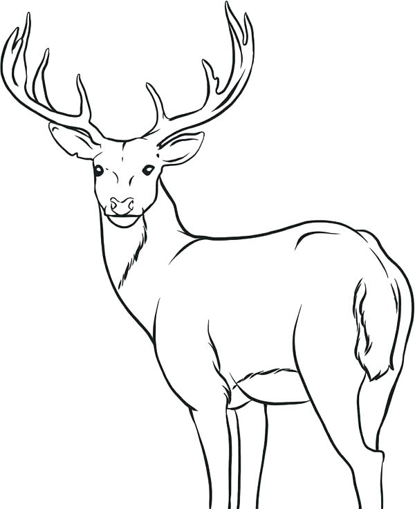 600x736 Wonderful Loon Coloring Page Deer Head Coloring Pages Holiday