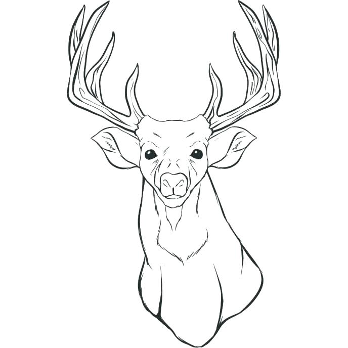 688x688 Deer Coloring Sheets Botcompass.co