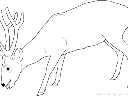 440x330 Buck Coloring Pages Deer Coloring Sheets Baby Deer Coloring Pages