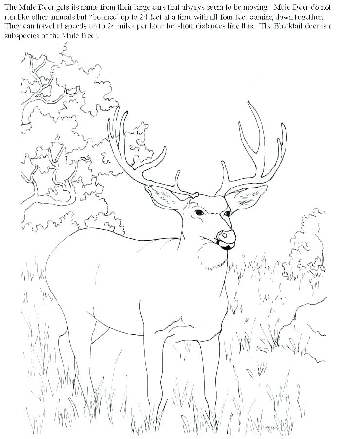 704x899 Mule Deer Coloring Page Markholland.co