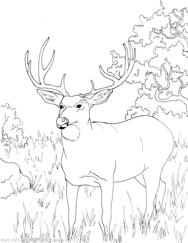 626x806 Deer Coloring Baby Deer Coloring Pages Pictures Deer Head Coloring
