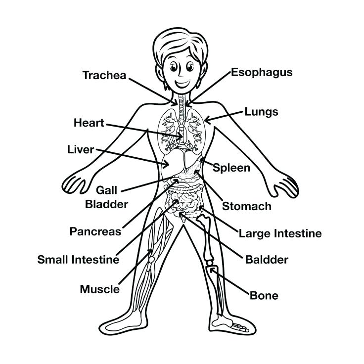 736x736 Human Body Coloring Pages Human Body Coloring Page Pages Download