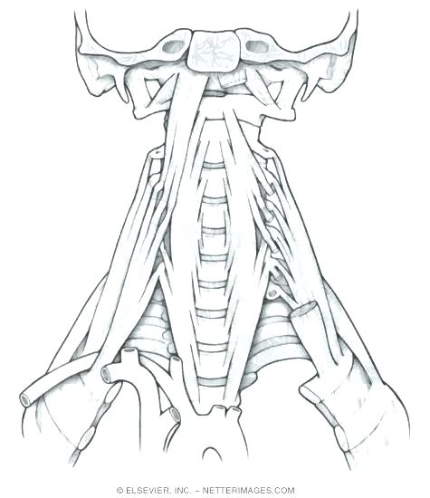 475x550 Muscle Coloring Pages Muscle Coloring Pages Muscles Muscle Car