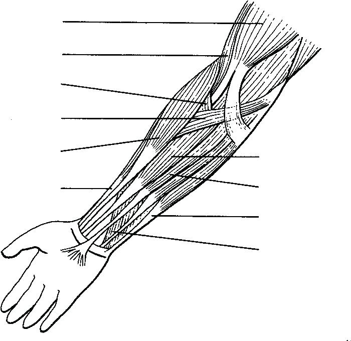 700x680 Muscle Coloring Pages Muscular System Coloring Pages Muscle