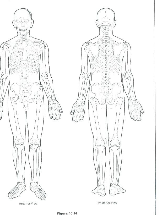 618x821 Muscle Coloring Pages Skeletal System Coloring Pages Human Anatomy