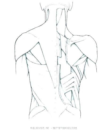 475x550 Muscle Coloring Pages