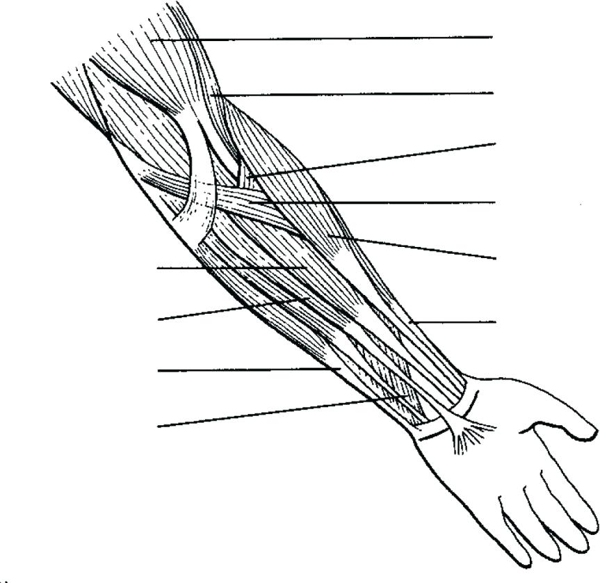 863x838 Anatomy Muscle Coloring Pages Anatomy Coloring Pages Muscles