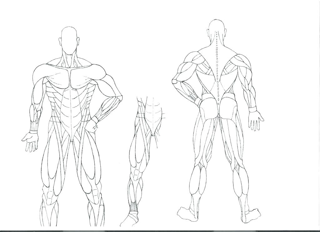 1024x745 Muscle Coloring Pages Anatomy Practice Worksheets Muscles Coloring