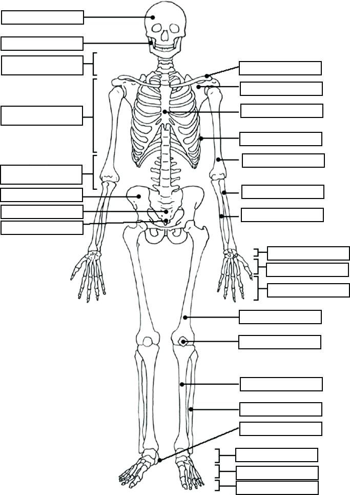 683x965 Muscle Coloring Pages Human Muscles Coloring Human Muscles