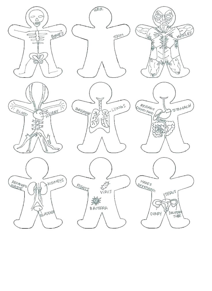 Muscular System Coloring Pages