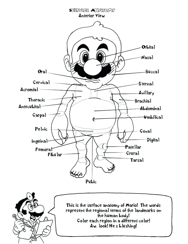736x952 Muscle Coloring Book Anatomy Muscle System Coloring Book Muscle