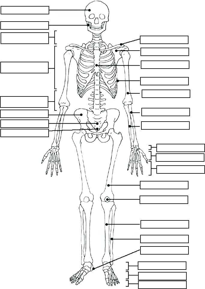 683x965 Muscular System Coloring Pages Anatomy Coloring Book Muscles Plus