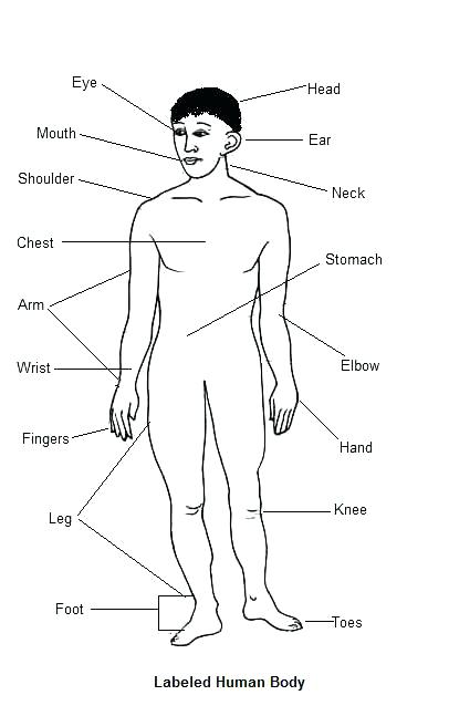 406x647 Muscular System Coloring Pages Anterior Muscles Of The Human Body