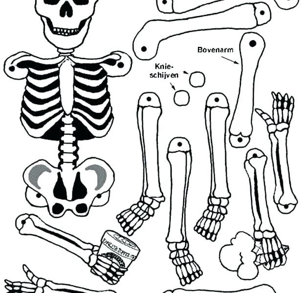 618x600 Body Systems Coloring Pages Muscular System Coloring Pages Chapter