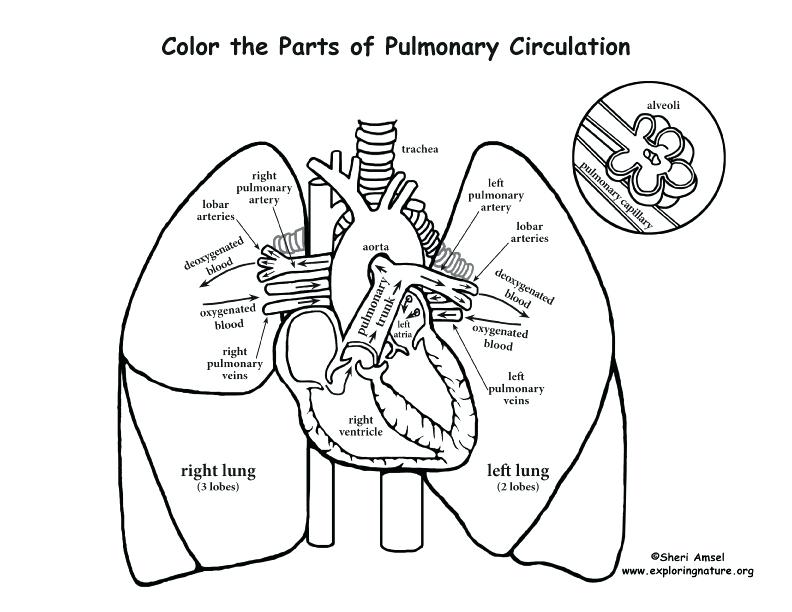 792x612 Muscular System Coloring Pages Best Of Muscle Coloring Pages