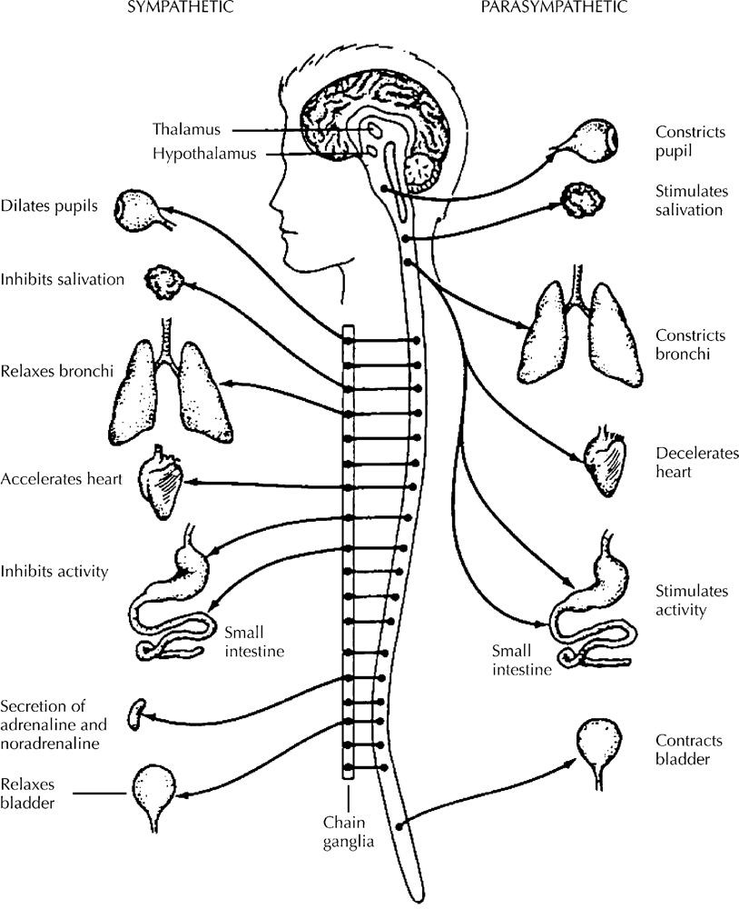 814x1000 Muscular System Coloring Pages Luxury Nervous System Drawing
