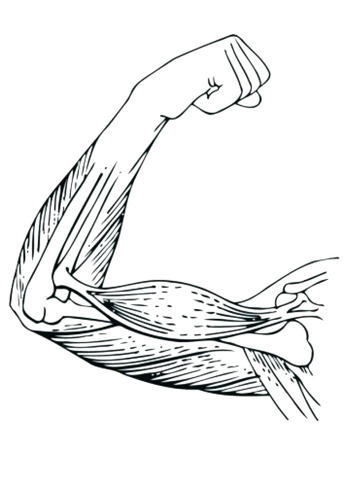 671x948 Muscular System Coloring Pages Muscle Coloring Book Together