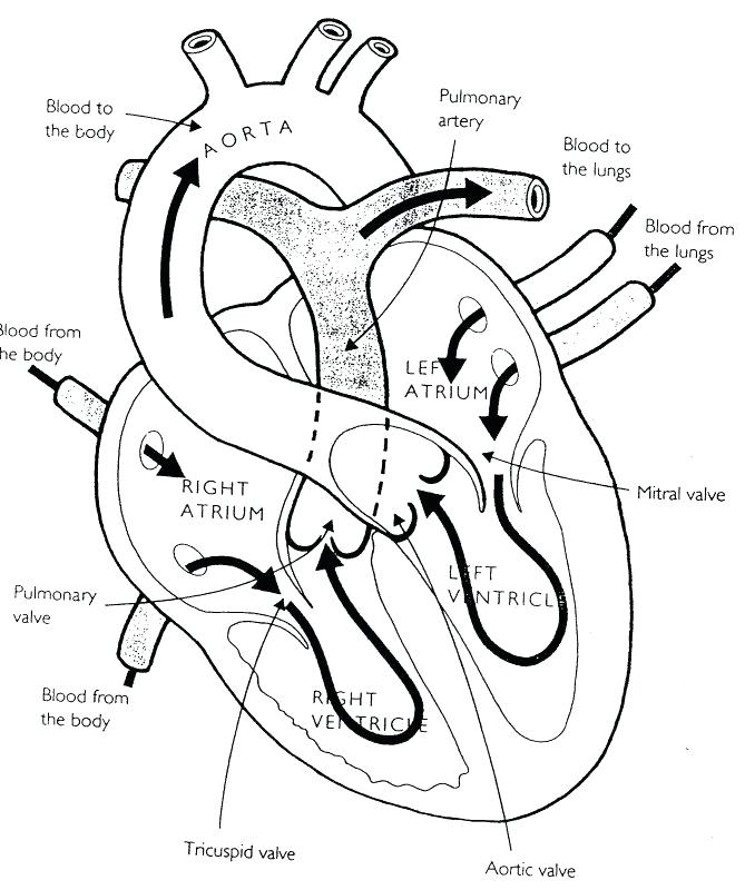 669x800 Muscular System Coloring Pages Trend Muscular System Coloring