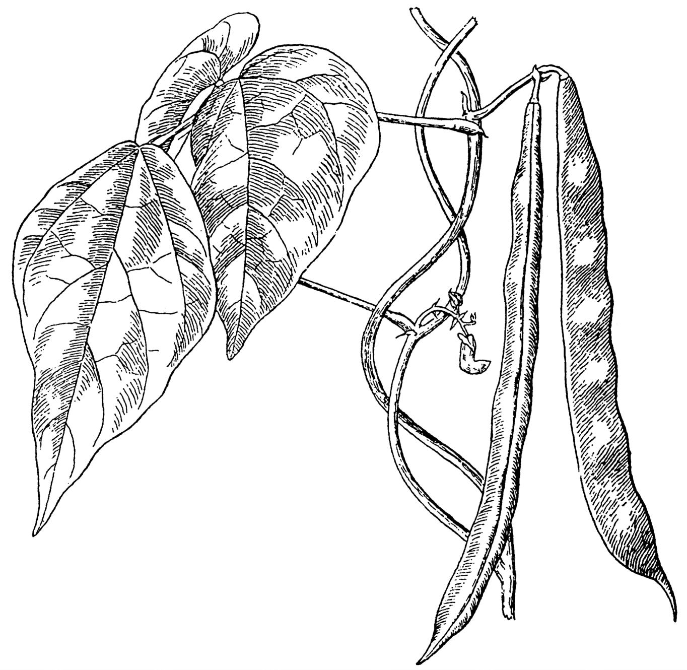 1364x1330 Muscular System Coloring Page 27598,