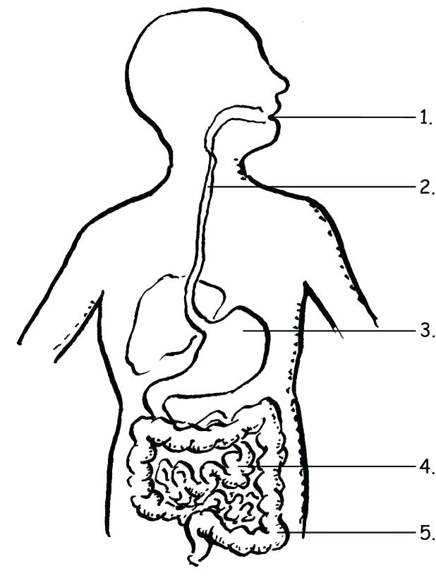 618x825 Wonderful Muscular System Coloring Pages Human Coloring Page All