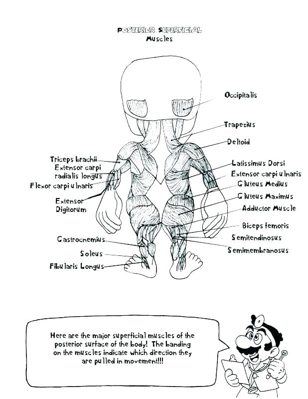 618x800 Muscular System Coloring Pages