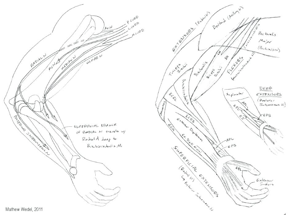 940x699 Muscular System Coloring Pages