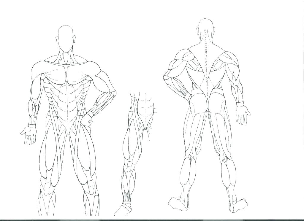 1024x745 Human Body Coloring Pages Affordable Muscular System Coloring