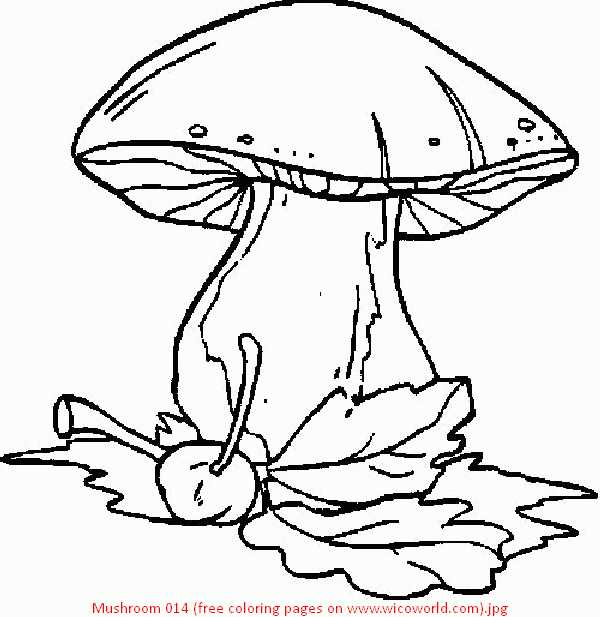 600x617 Images Of Mushrooms Coloring Pages