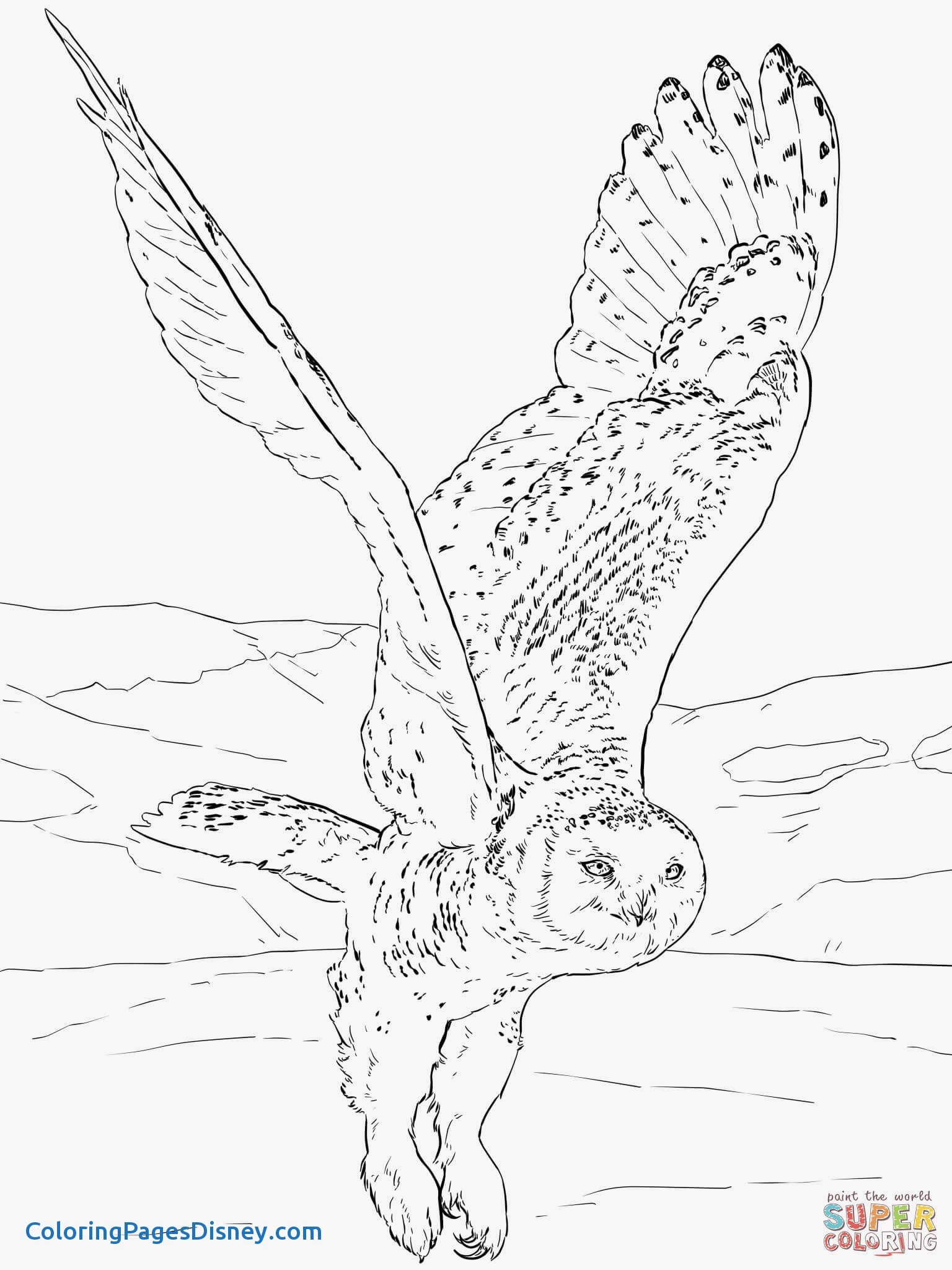 1536x2048 Musk Ox Coloring Pages Fresh Arctic Animals Coloring Pages