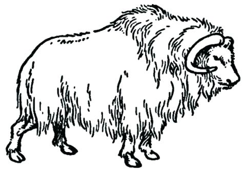 476x333 Musk Ox Coloring Pages Ox Coloring Page Musk Ox Coloring Page Ox