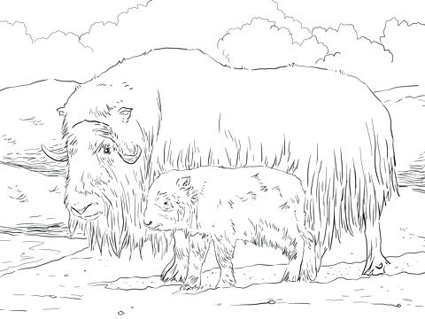 480x360 Ox Coloring Page New Year Ox Colouring Page Musk Ox Coloring Page