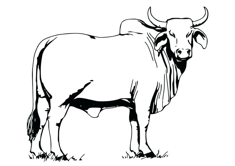 750x531 Ox Coloring Page Ox Coloring Page Coloring Page Bull Year