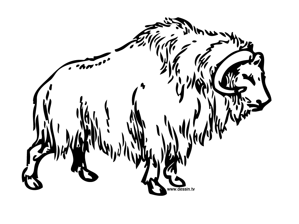 1024x768 Buffalo