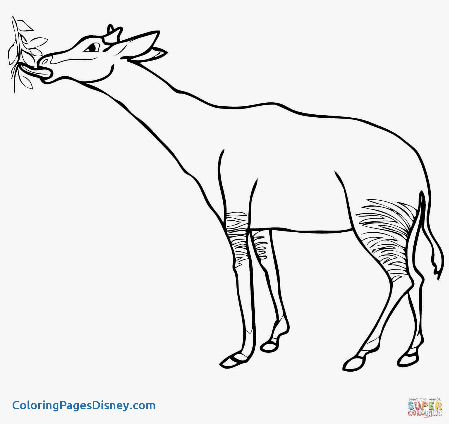 1500x1416 Colorful Ox Coloring Page Collection