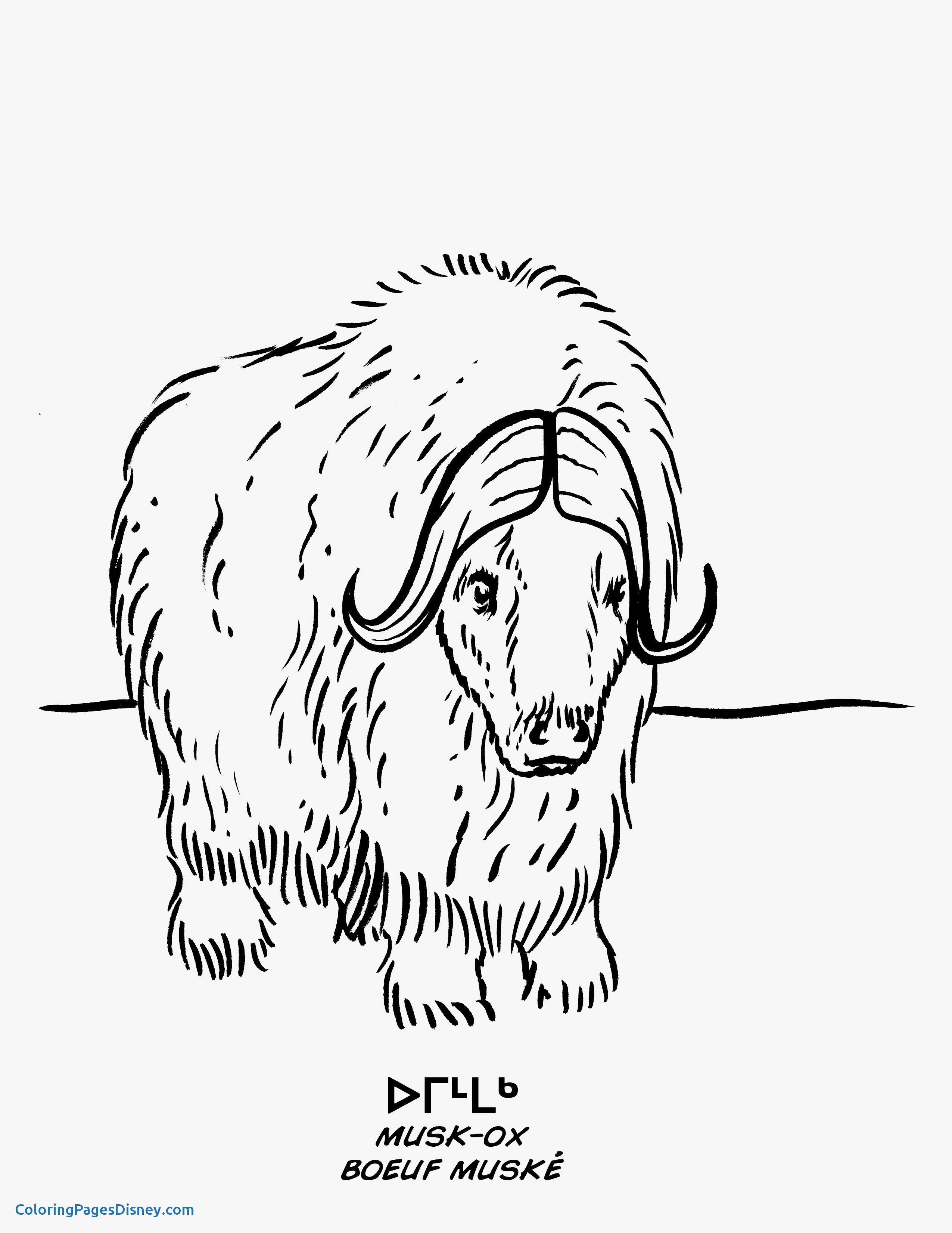 2550x3300 Fresh Musk Ox Coloring Pages