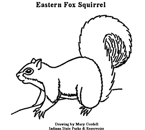 500x450 Dnr Coloring Pages