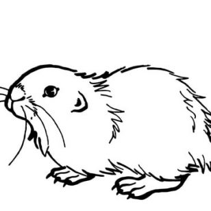 308x308 Download For Free Muskrat Coloring Pages