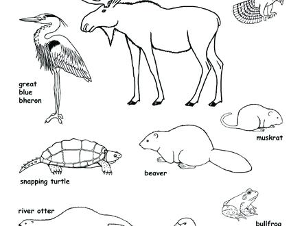 440x330 Forest Animals Coloring Pages Forest Animal Coloring Pages Doodle