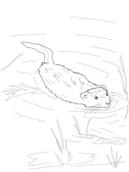 262x350 451 Best Animal Colouring Pages Images On Free