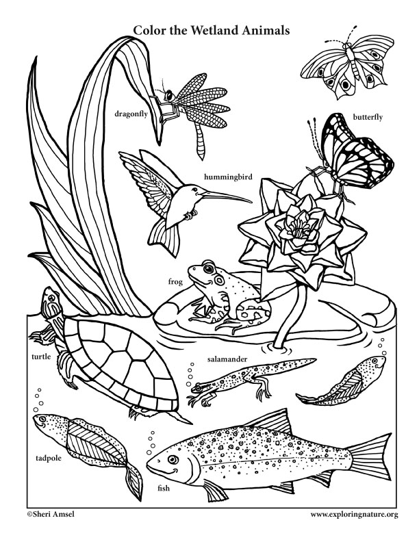 612x792 Animal Homes Coloring Nature