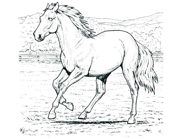 618x464 Mustang Horse Coloring Pages