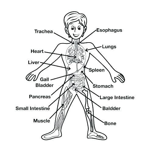 500x500 Body Coloring Pages Human Body Coloring Sheets Human Body Systems